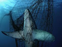 Shark caught in fishing net. Photo courtesy of WWF.