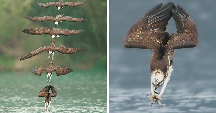 The Ospreys of Belle Isle Marsh