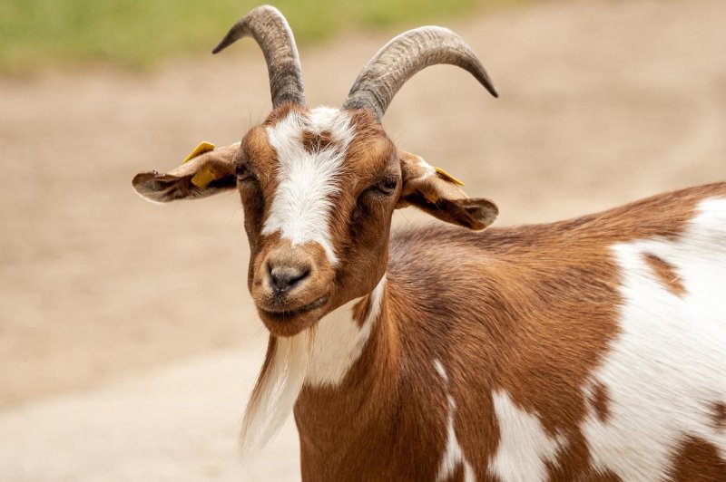 The Goats of Alicudi