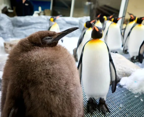 Worldwide Famous Baby Penguin?